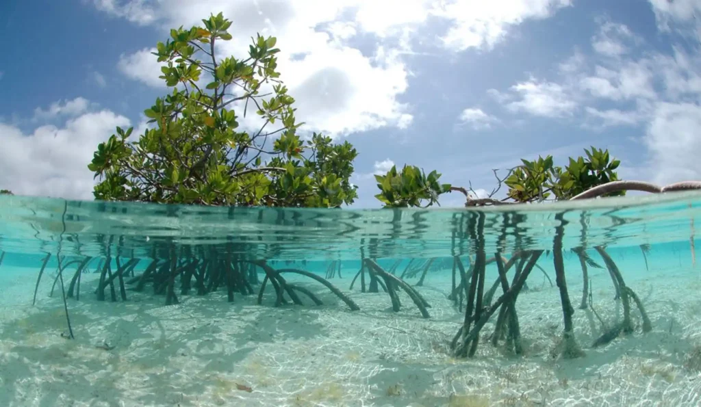conception island bahamas beaches conception island bahamas beaches