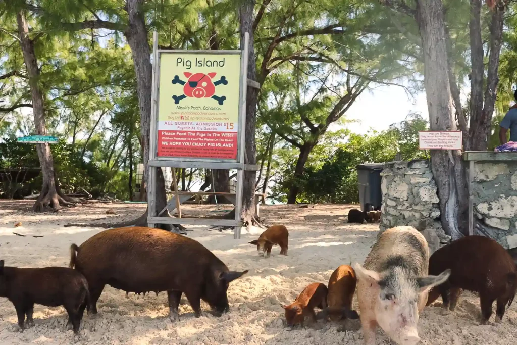eleuthera pigs