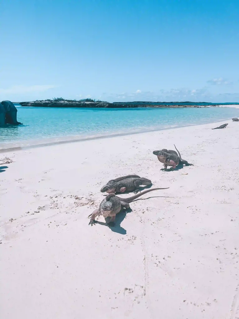 iguana beach exuma 1 iguana beach exuma 1