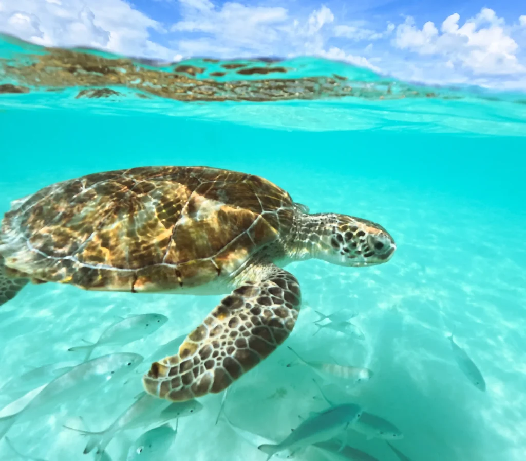 north eleuthera tour