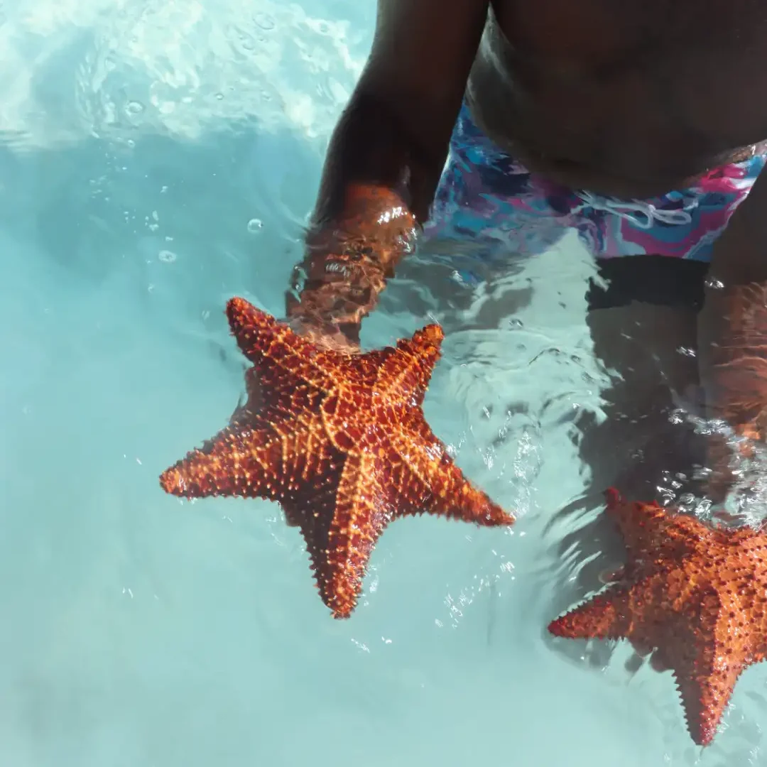 sea-stars-long-island-bahamas