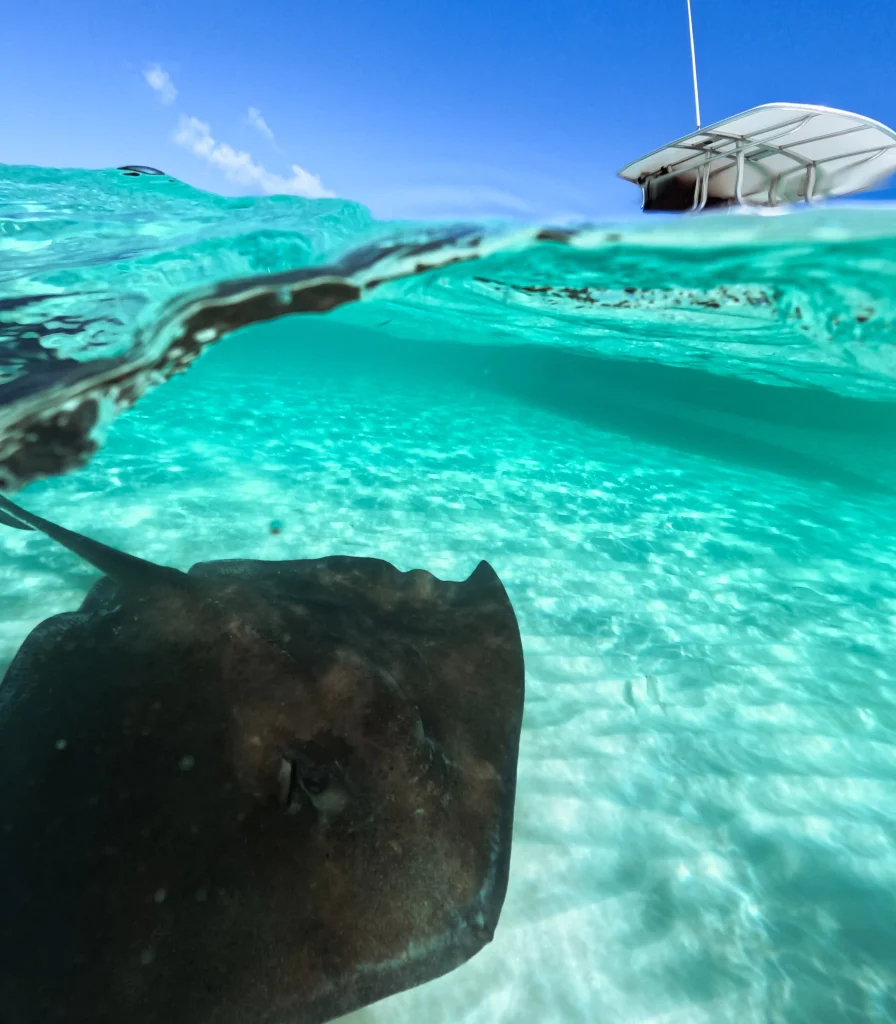 stingrays eleuthera 1