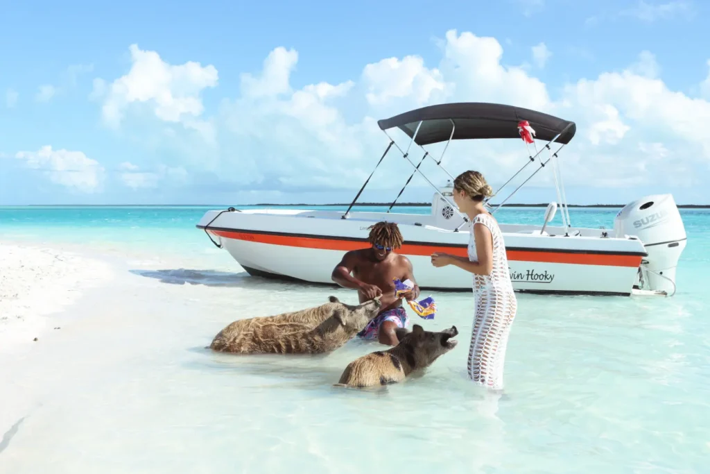 swimming pigs bahamas 1 swimming pigs bahamas 1