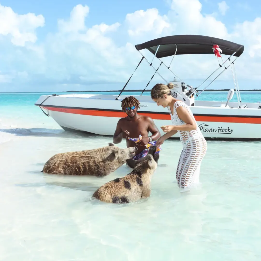 swimming-pigs-long-island-experience