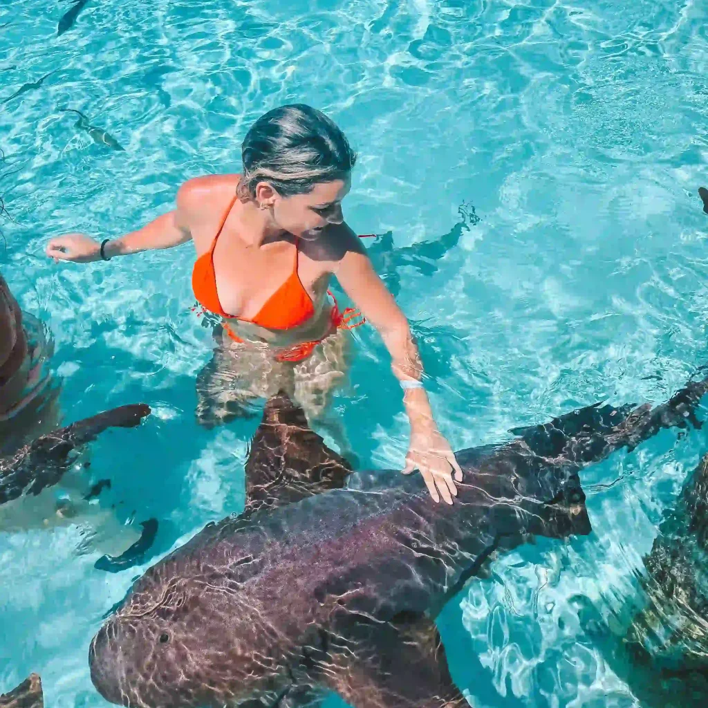 swimming with sharks bahamas e1769427249728 swimming with sharks bahamas e1769427249728